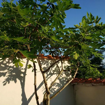 Vendégház Evtimov Primorszko