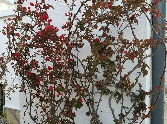 Maison d'hôtes Evtimov *